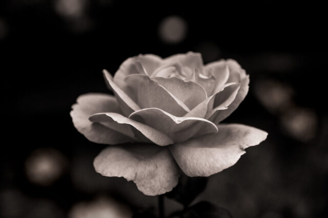 Bridal Roses, Wahroonga Park